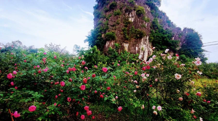 Tam Coc Eco Field Homes, nơi nghỉ dưỡng thơ mộng giữa cánh đồng lúa