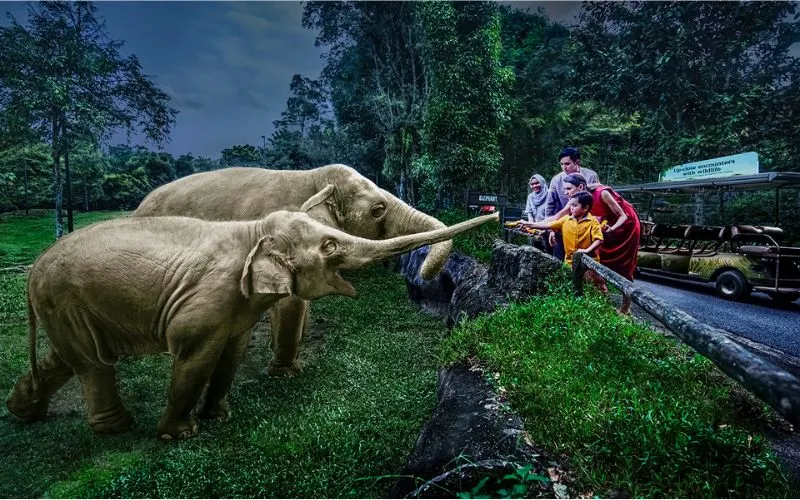 Tham quan Night Safari vườn thú đêm đầu tiên trên thế giới