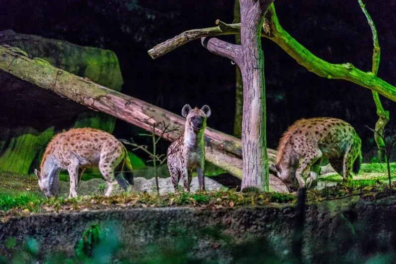 Tham quan Night Safari vườn thú đêm đầu tiên trên thế giới