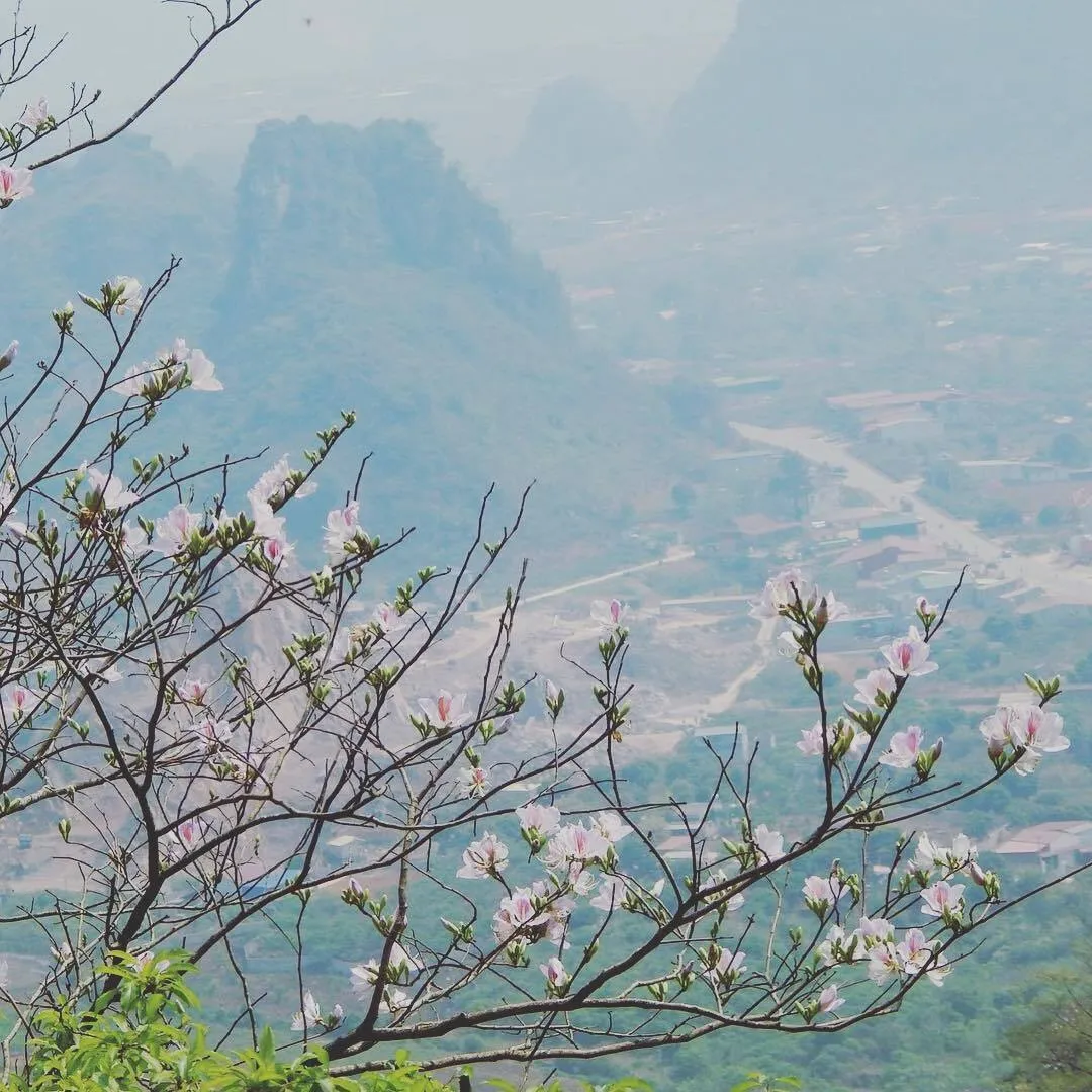 Tháng 3 Hoa ban Mộc Châu nở trắng trời, lên kèo ghé Mộc Châu liền nha