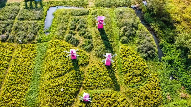 Thảo nguyên hoa Long Biên, không gian rực rỡ ngát hương tại Hà Nội