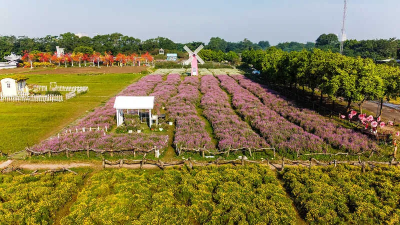 Thảo nguyên hoa Long Biên, không gian rực rỡ ngát hương tại Hà Nội