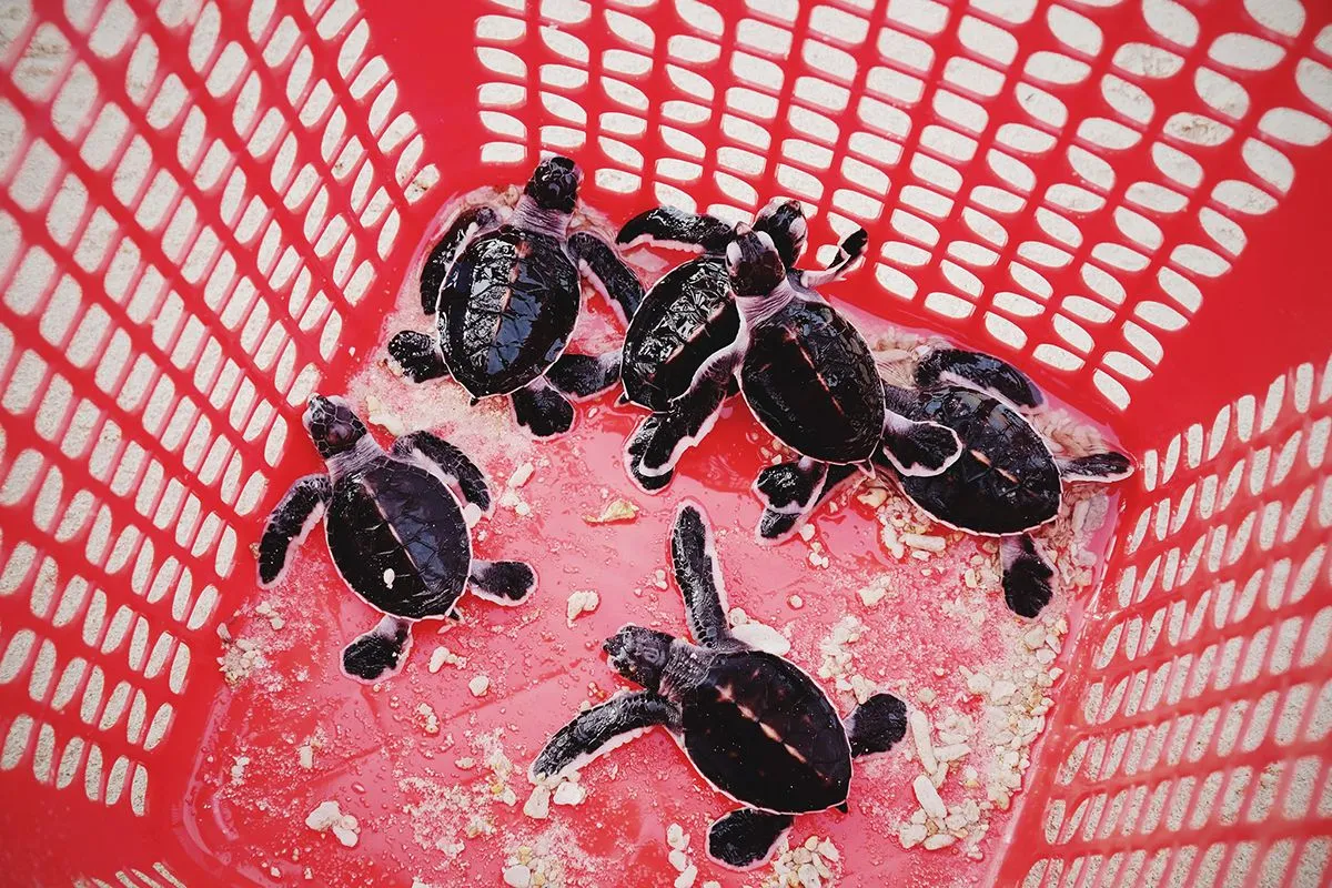 Thú vị hành trình thả rùa con ở Côn Đảo của Mavis Vi Vu Ký