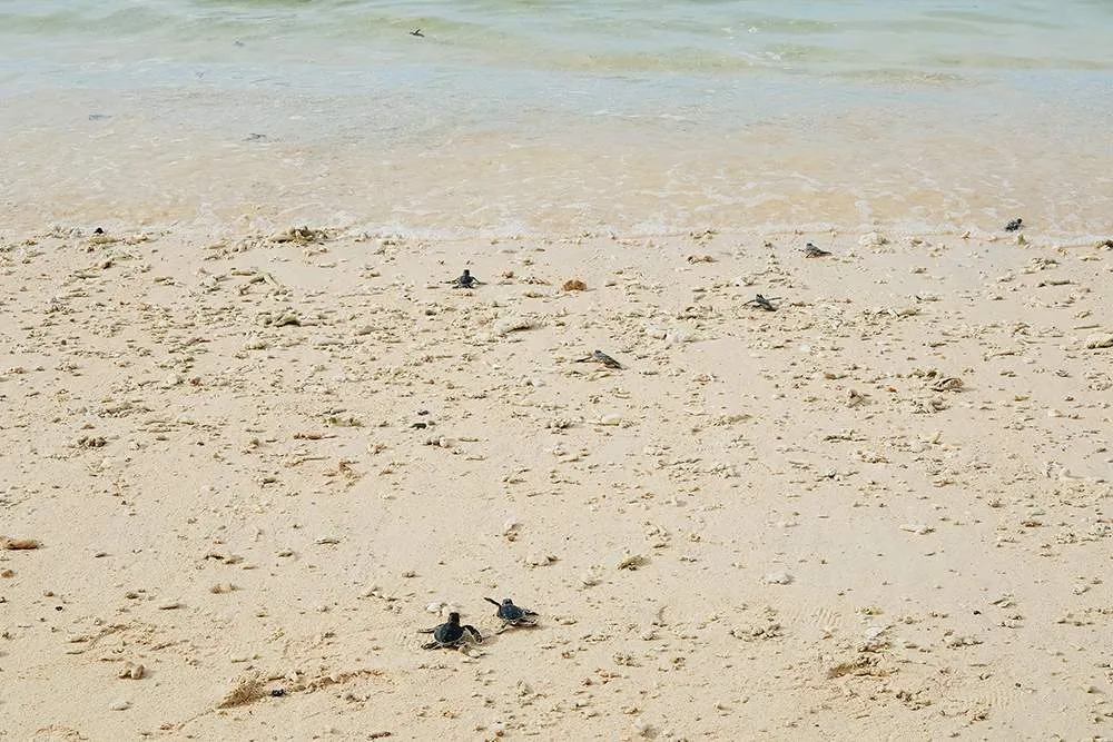 Thú vị hành trình thả rùa con ở Côn Đảo của Mavis Vi Vu Ký
