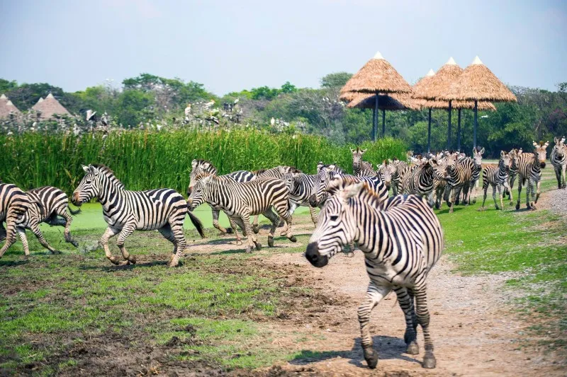 Thưởng lãm Safari World Bangkok tận hưởng cảm giác về miền hoang dã