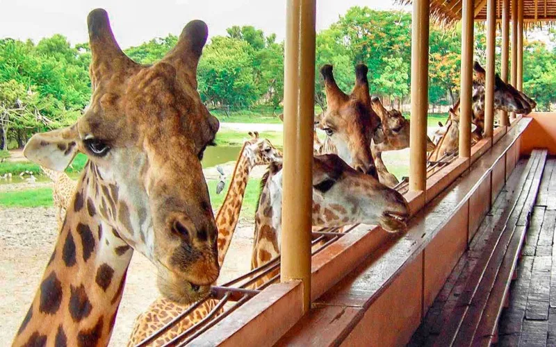 Thưởng lãm Safari World Bangkok tận hưởng cảm giác về miền hoang dã