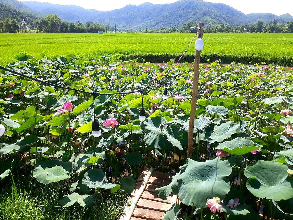 Tiệm Nhà Đô – Quán cà phê giữa cánh đồng lúa bình yên