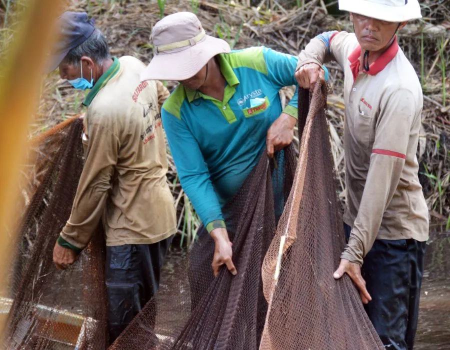 Tìm hiểu Nghề chụp đìa ở Cà Mau qua những hoạt động cực thú vị