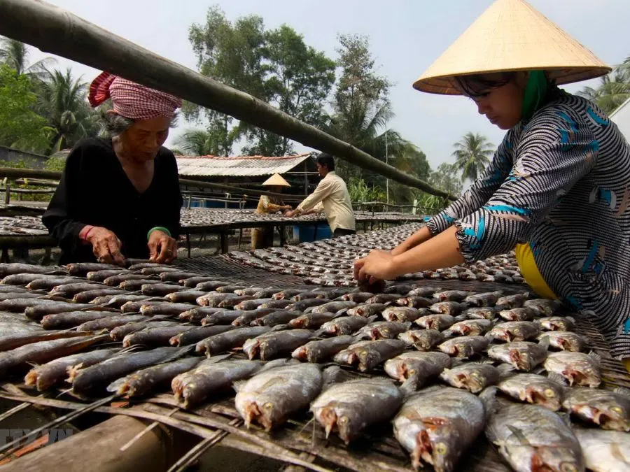 Tìm hiểu Nghề làm cá khô bổi ở Cà Mau với truyền thống lâu đời