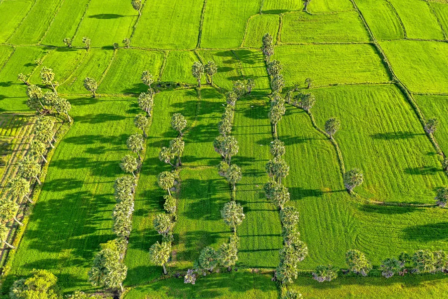 Tìm về Đồng lúa Bảy Núi An Giang, bức tranh phong cảnh bình yên