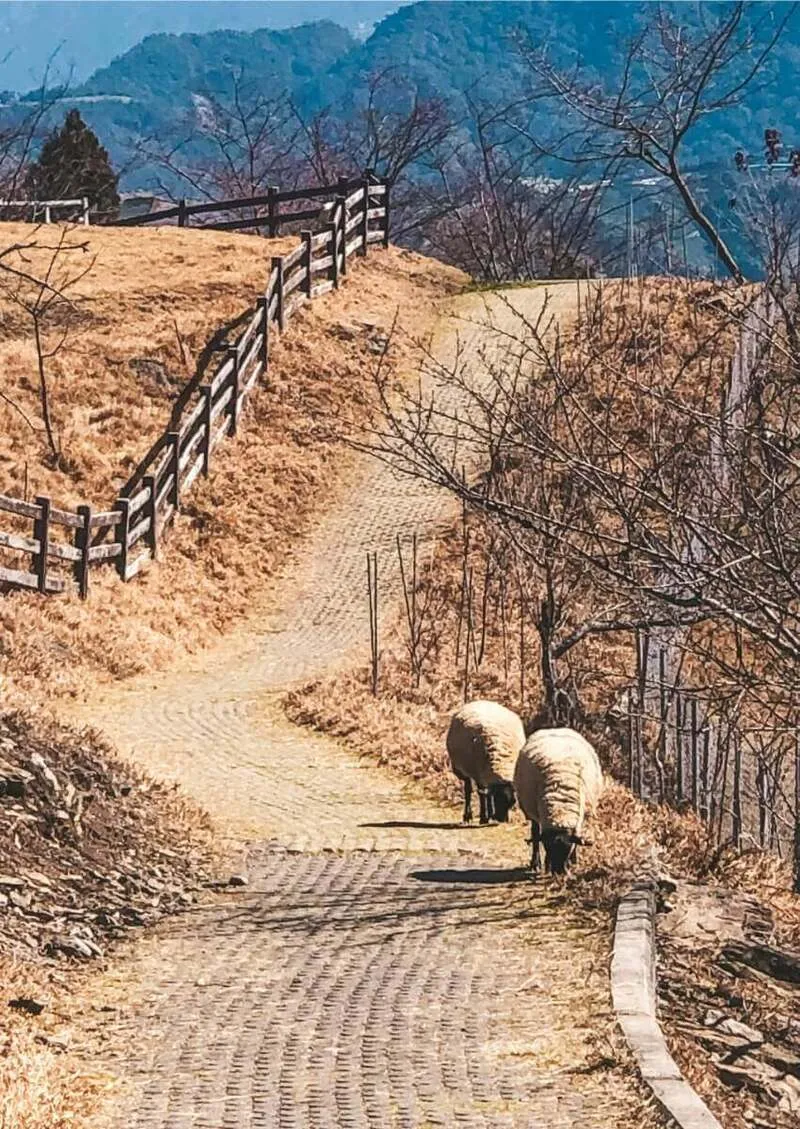 Tìm về Qingjing Farm, điểm đến bình yên nơi núi Nam Đầu