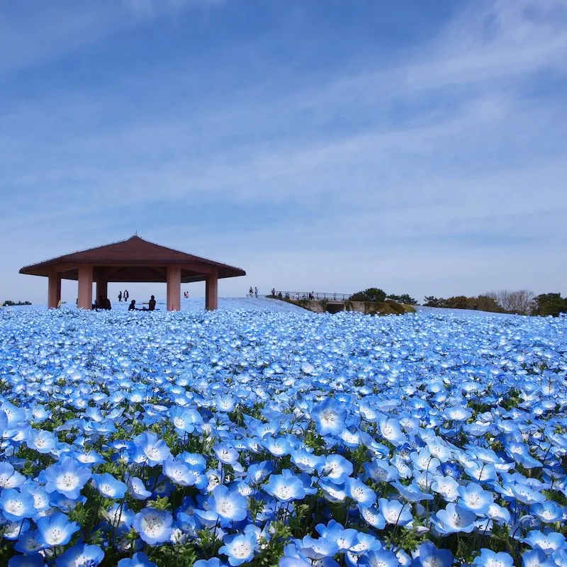 Top 12 điều nhất định phải làm ở Fukuoka, tín đồ xê dịch đừng bỏ qua