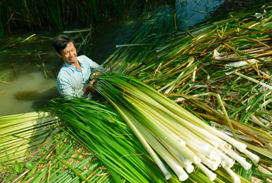 Top những nghề truyền thống ở Cà Mau có thể bạn chưa biết