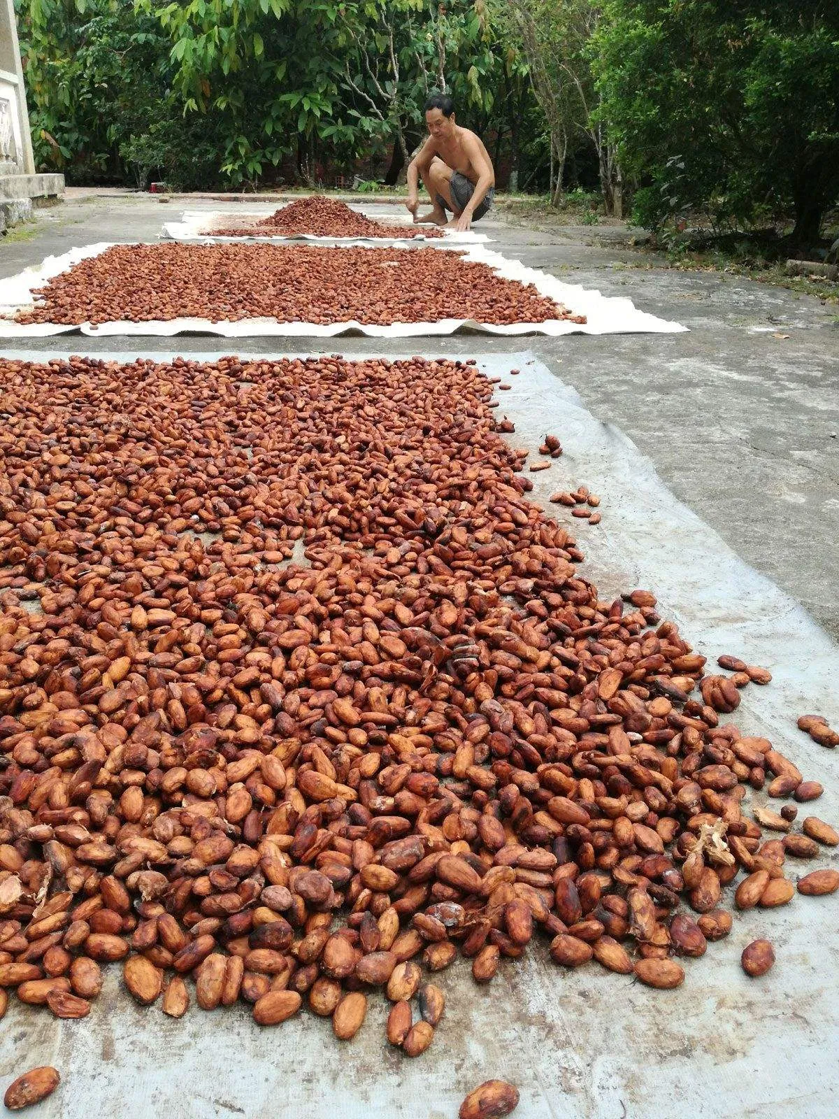 Trải nghiệm bao điều mới mẻ tại Vườn cacao Mười Cương Cần Thơ