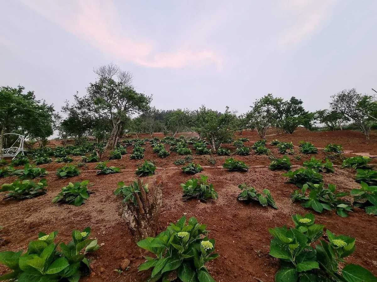 Trải nghiệm chuyến picnic đáng nhớ với thực đơn hấp dẫn tại Coffee Đồi Gió