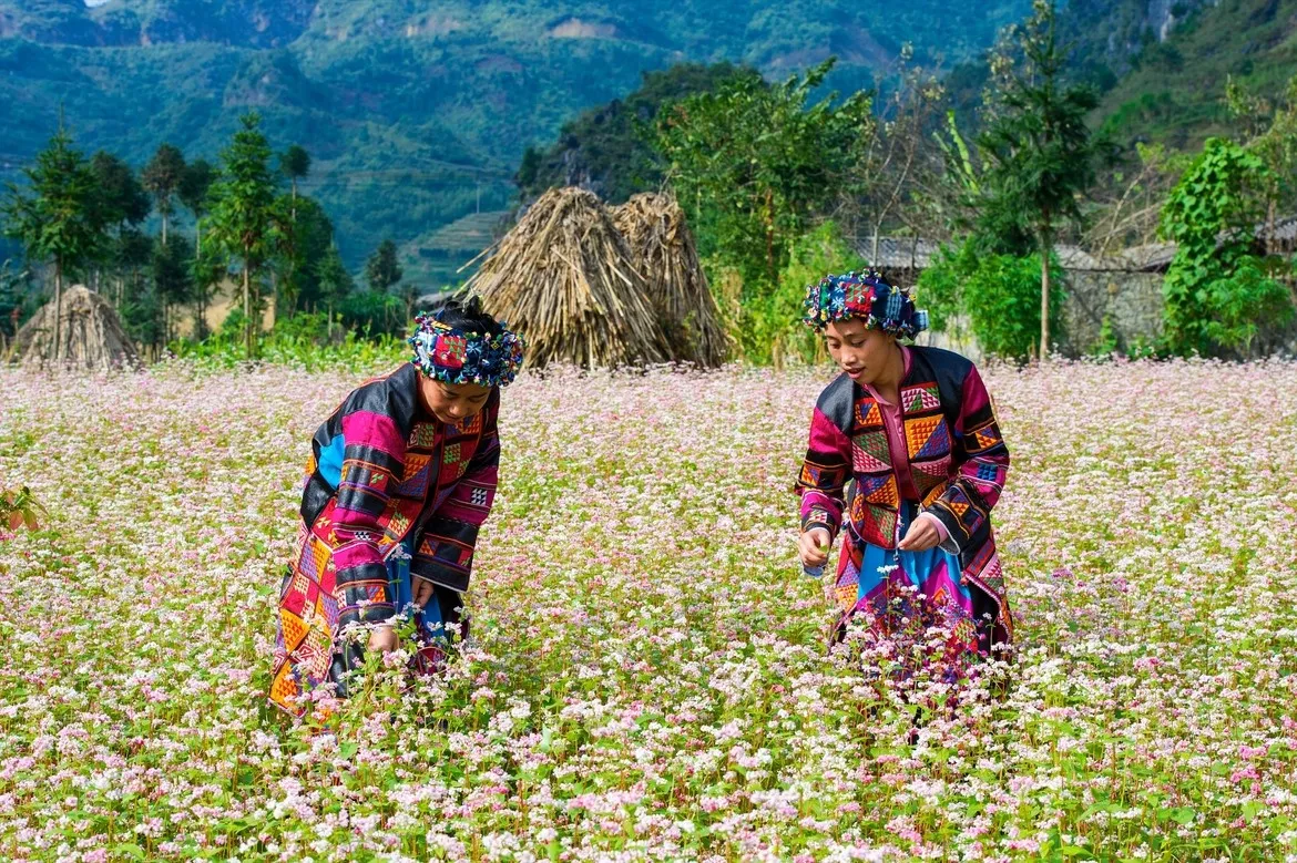 Trải nghiệm đầy thơ mộng với kinh nghiệm đi Hà Giang ngắm hoa tam giác mạch