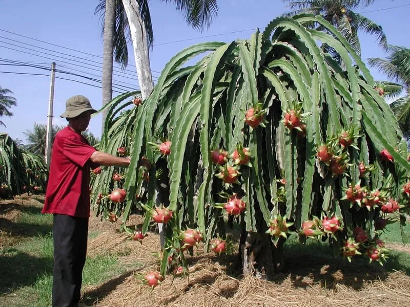 Trải nghiệm Hàm Thuận Nam đầy nắng và gió ở Bình Thuận