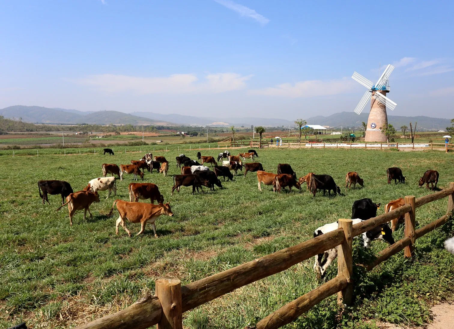 Trải nghiệm tại nông trại đạt chuẩn châu Âu Vinamilk Organic Milk Farm