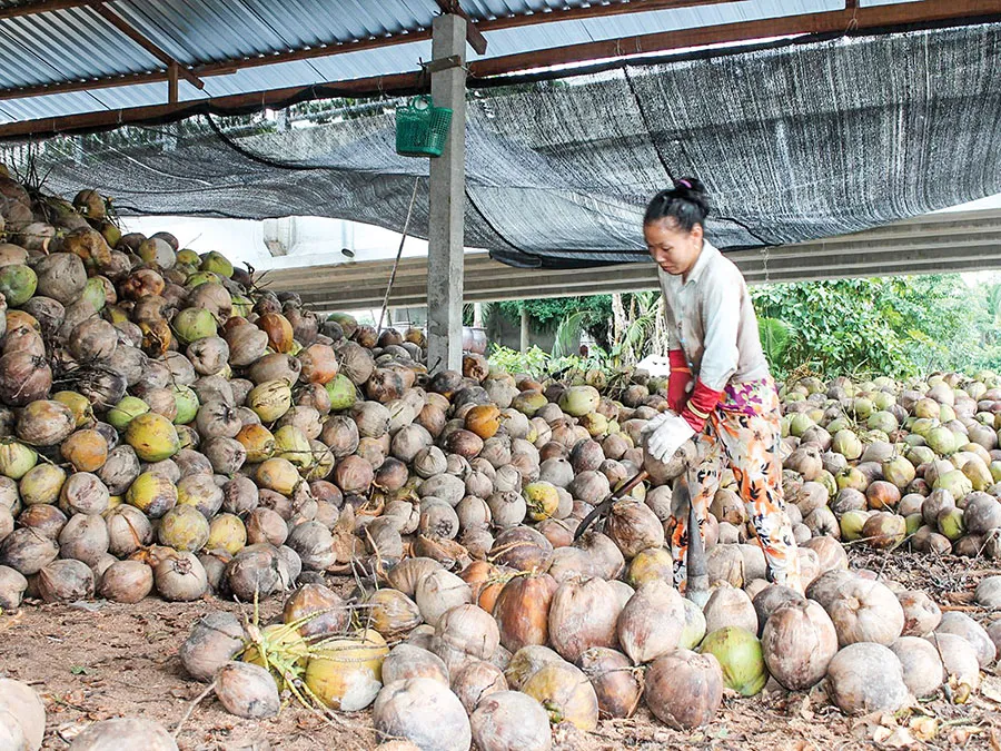 Trải nghiệm tuyến du lịch sinh thái văn hóa lịch sử Bến Tre cực thú vị