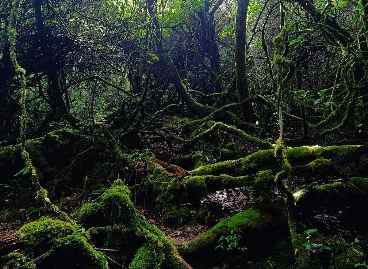 Trekking núi Ngọc Linh, hành trình chinh phục nóc nhà Tây Nguyên