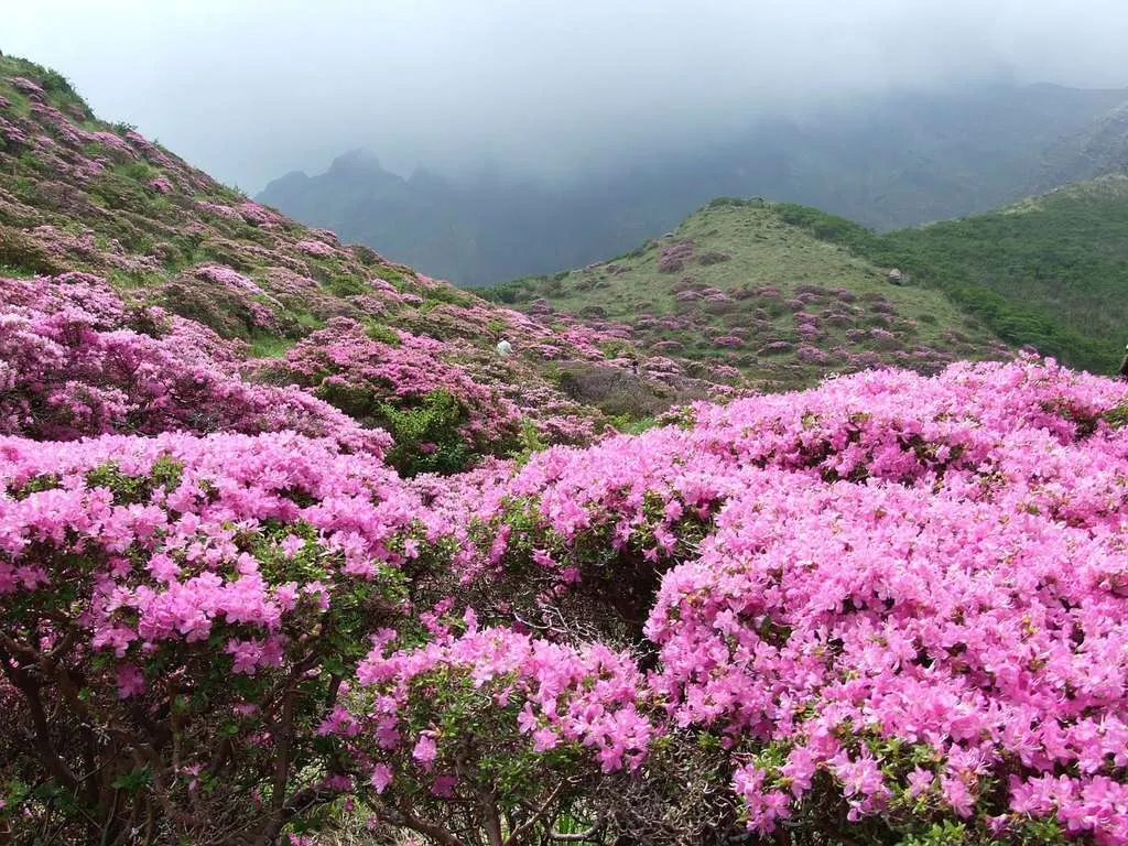 Trekking Tây Côn Lĩnh – Hành trình tận hưởng cảm giác làm chủ đất trời