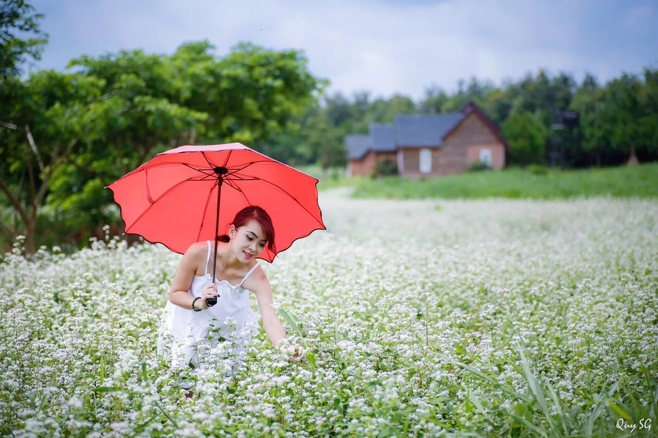 Trọn bộ kinh nghiệm khám phá mùa hoa tam giác mạch Đà Lạt