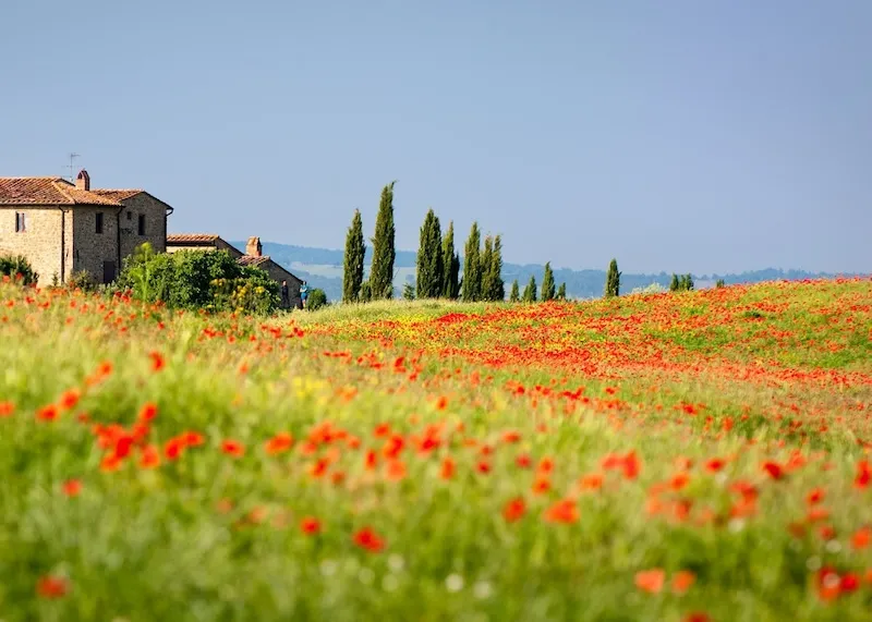 Tuscany, vùng đất lãng mạn của hoa hồng và rượu vang