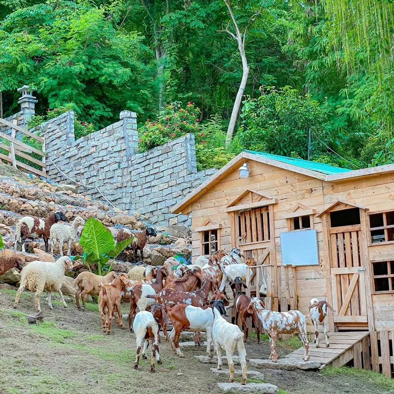 Ulala Farm cạnh biển Vũng Tàu, chốn tương tác với thú cưng mới mẻ