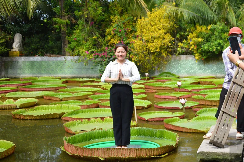 Vãn cảnh chùa Lá Sen, chiêm ngưỡng “vua” của các loại sen khổng lồ