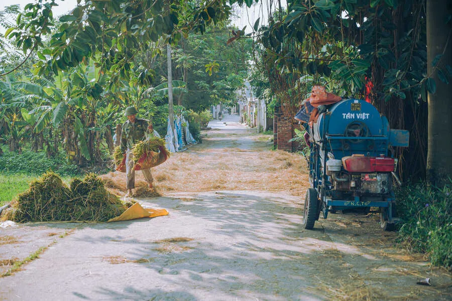 Vẻ đẹp của Làng cổ Đường Lâm trong mùa thu hoạch vụ lúa hè thu