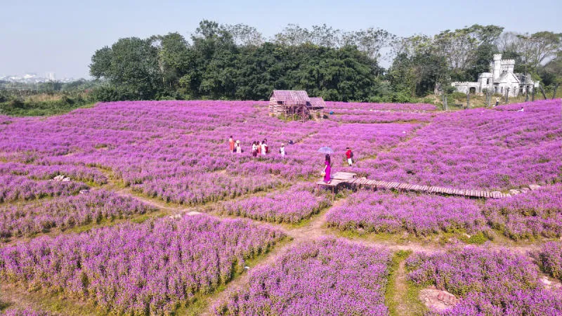 Vẻ đẹp của Mùa hoa bách nhật tím Hà Nội mỗi khi nở rộ