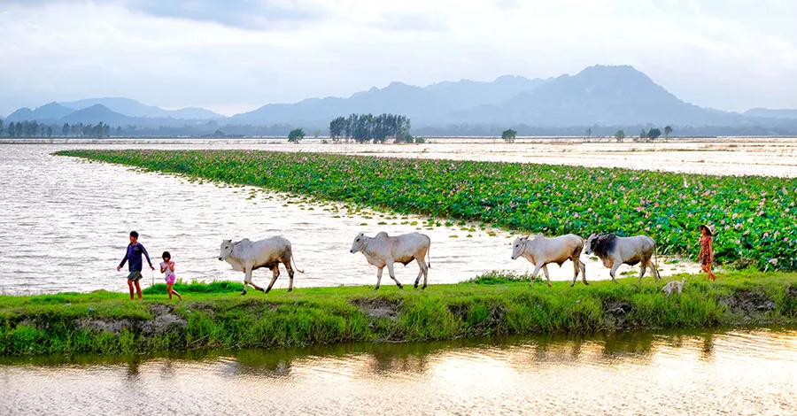 Vẻ đẹp mùa nước nổi An Giang khiến bất cứ ai cũng phải say lòng