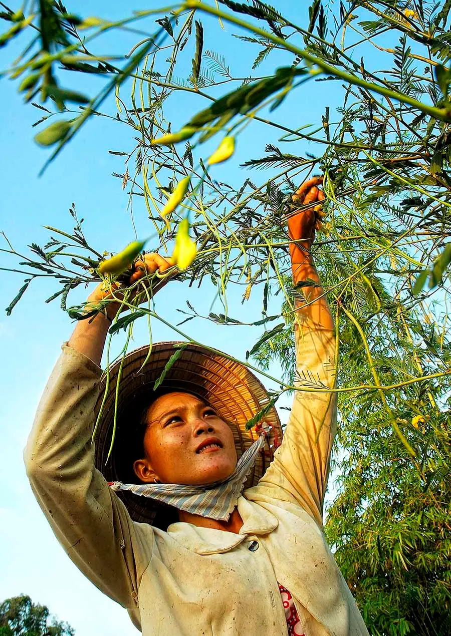 Vẻ đẹp mùa nước nổi An Giang khiến bất cứ ai cũng phải say lòng