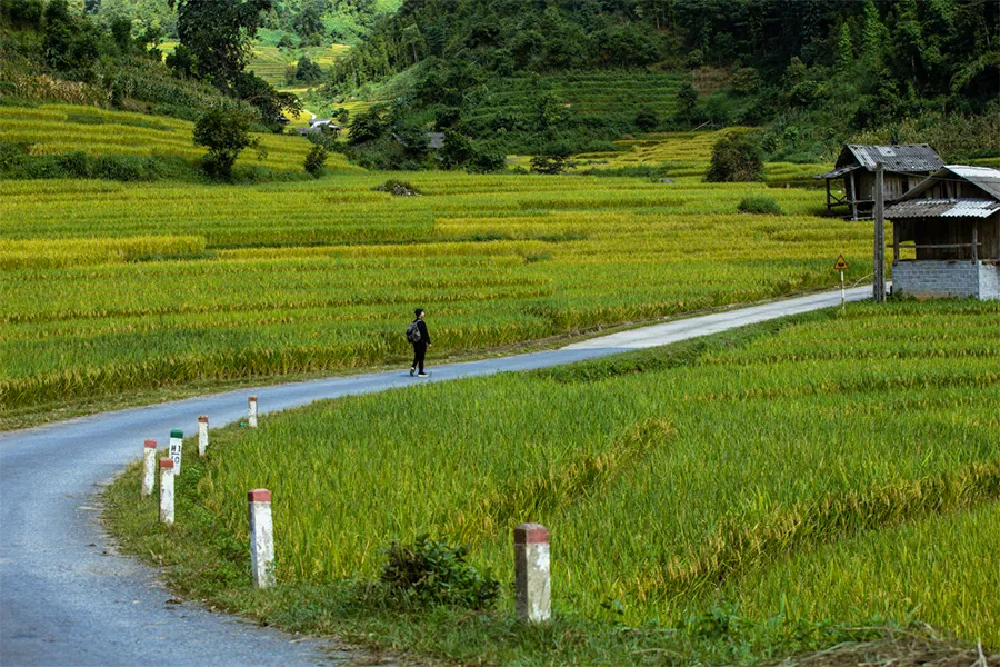 Vẻ đẹp rực rỡ của mùa vàng Sapa đẹp như bước ra từ tranh vẽ