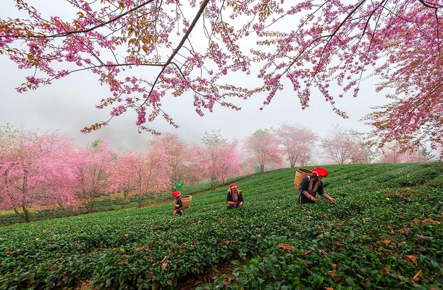 Vẻ đẹp Sapa mùa đông quá những khung hình đậm chất nghệ thuật