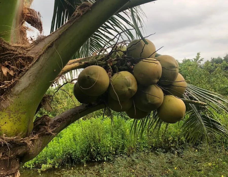 Về thăm Khu du lịch sinh thái quốc tế Cà Mau yên bình