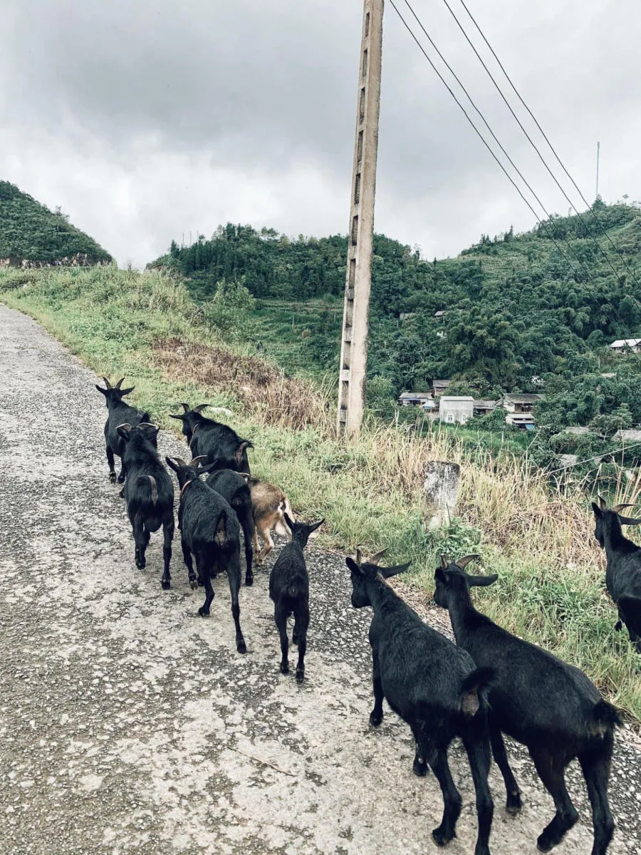 Vi vu Hà Giang đi tìm bình yên trên vùng cao xinh đẹp