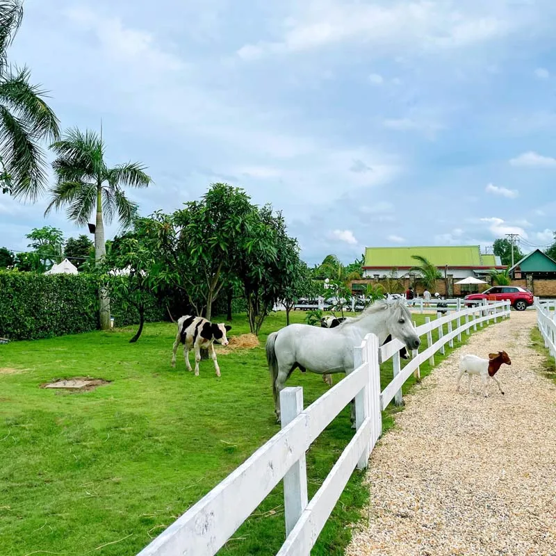 Vietgangz Glamping và trải nghiệm cắm trại giữa lòng thành phố