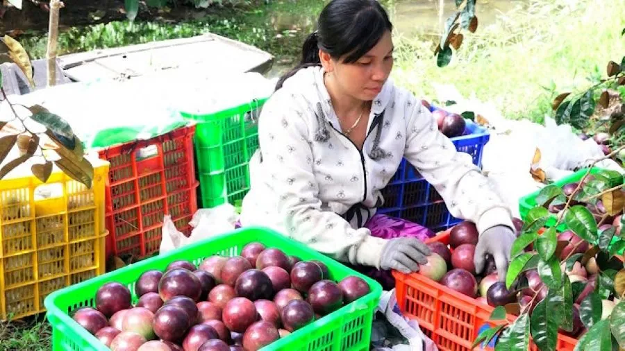 Vú sữa tím Xuân Hòa ngọt lịm, thanh tao bạn nên thưởng thức