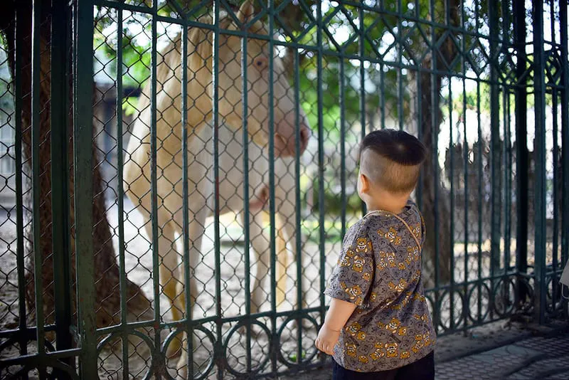 Vườn bách thú Hà Nội, điểm tham quan xanh ngát giữa thủ đô