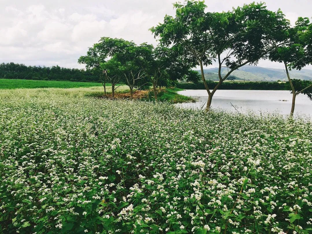 Vườn hoa tam giác mạch Đà Lạt