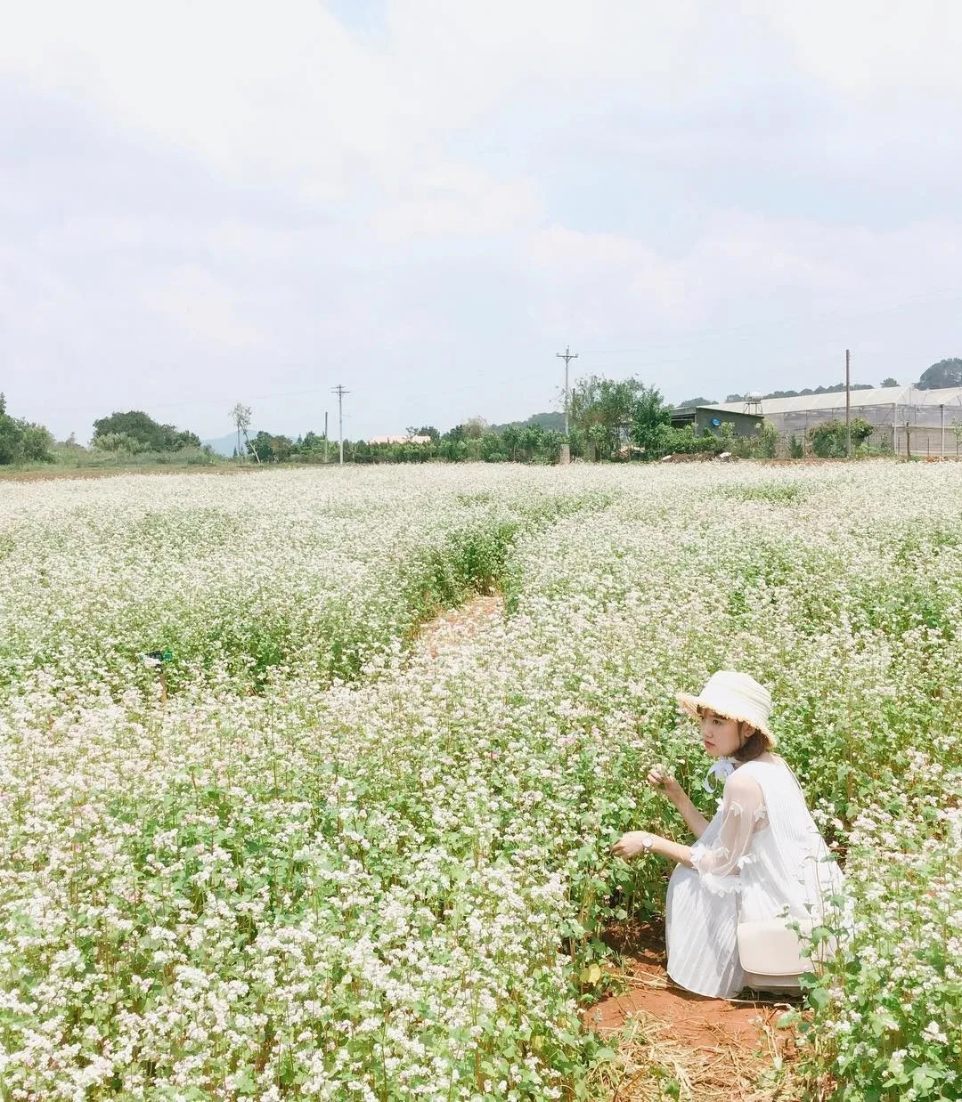 Vườn hoa tam giác mạch Tà Nung – Chiêm ngưỡng cánh đồng hoa khoe sắc tại Đà Lạt