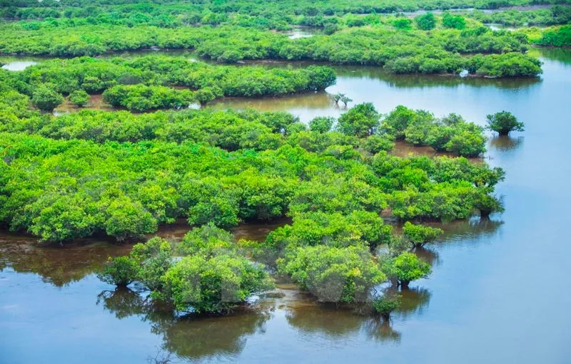 Vườn quốc gia Xuân Thủy, khu RAMSAR độc nhất tại Nam Định