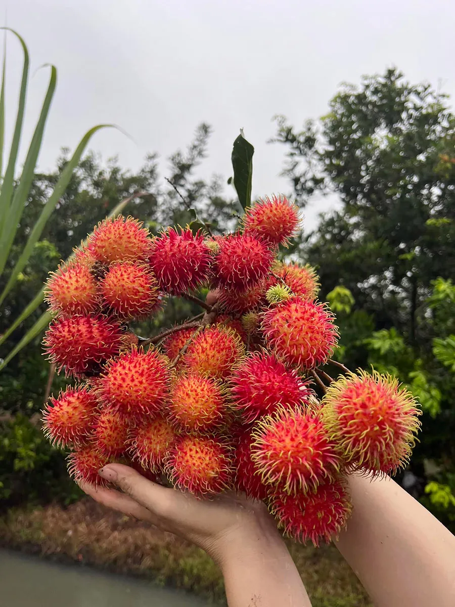 Vườn trái cây 8 Hòa, địa điểm du lịch sinh thái không thể bỏ qua