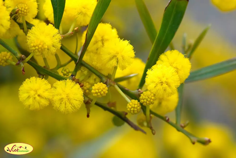 Xuân về rồi, mình cùng đi ngắm mùa hoa mimosa Đà Lạt thôi