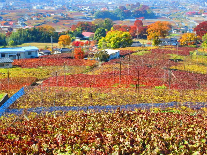 Yamanashi quê hương của ngọn núi Phú Sĩ Nhật Bản