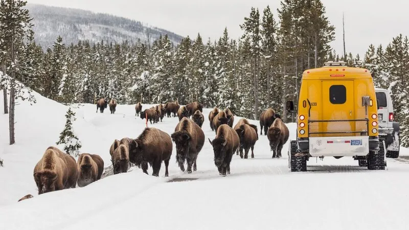 Yellowstone vườn quốc gia lâu đời nhất nước Mỹ và thế giới