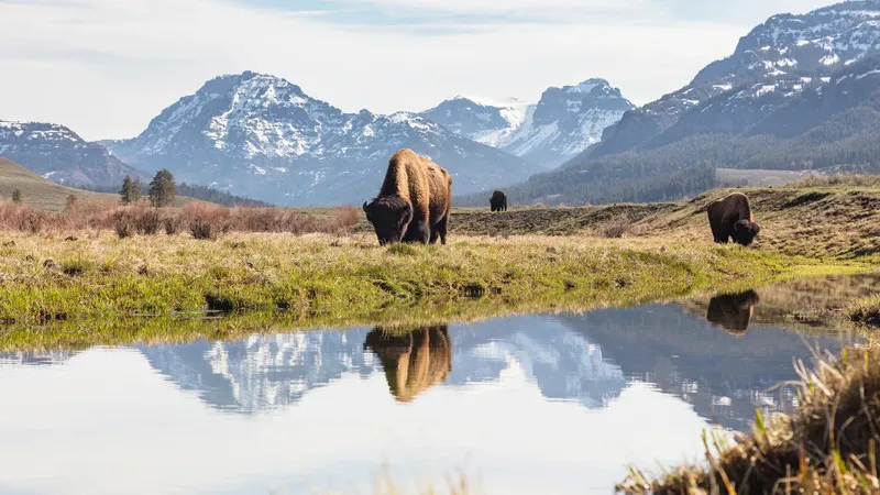 Yellowstone vườn quốc gia lâu đời nhất nước Mỹ và thế giới