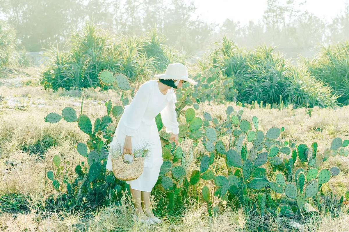 Yêu ngay Cánh đồng xương rồng Đà Nẵng từ cái nhìn đầu tiên